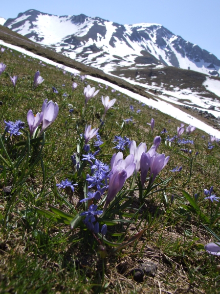 Pianoro di  Forestelle  a Picinisco
